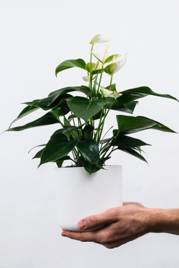 Golden Pothos Pole - Afbeelding 2