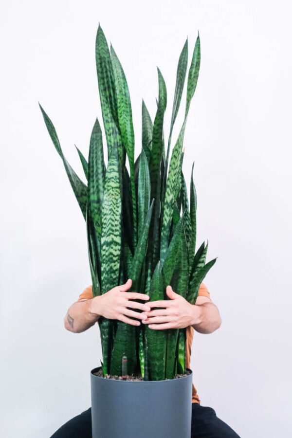 Sansevieria Laurentii - Afbeelding 2