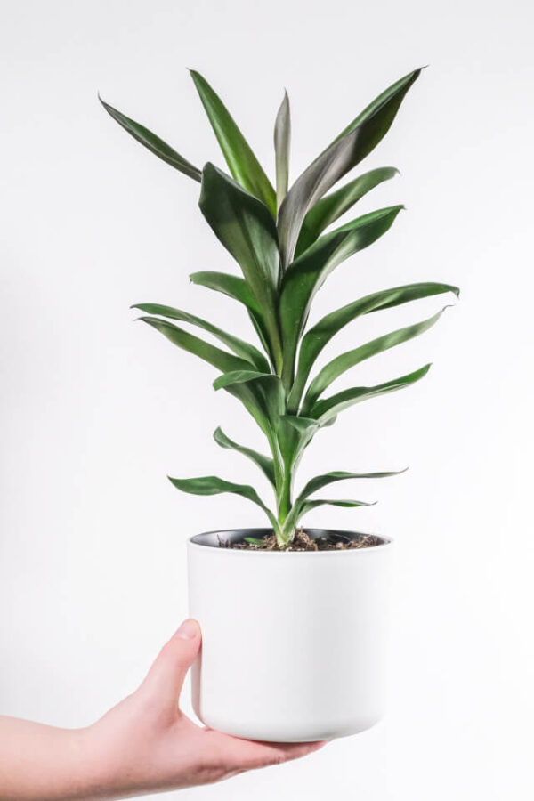 Dracaena Lisa - Afbeelding 2