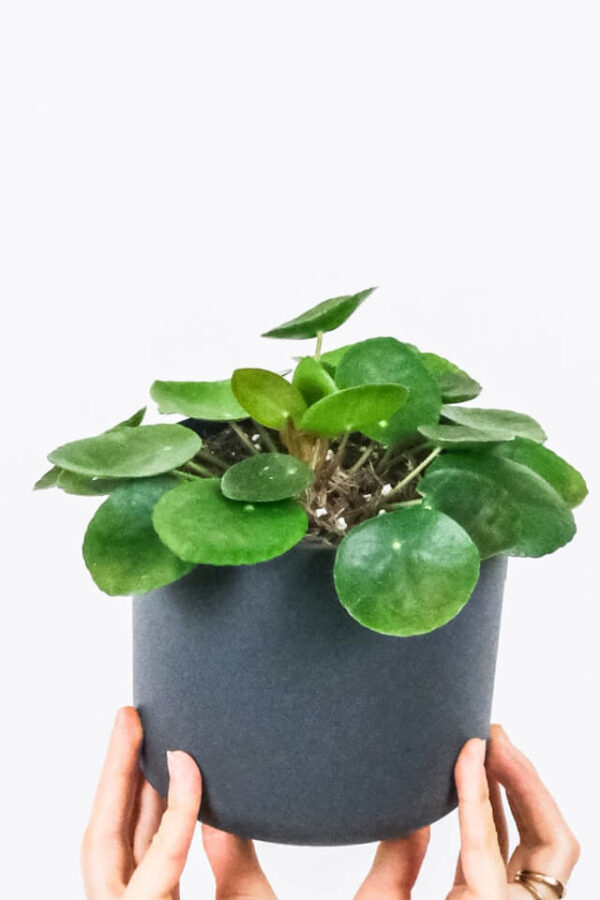 Peperomia Lemon Lime - Afbeelding 2