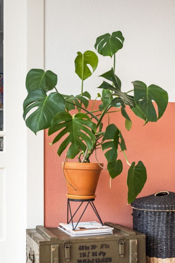 Monstera Deliciosa - Afbeelding 2